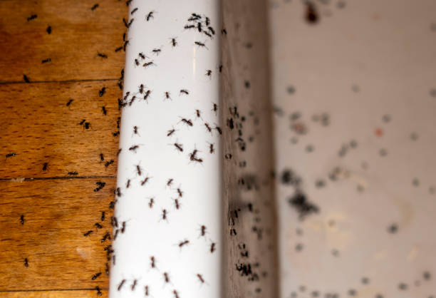 Best Bed Bug Extermination  in Suffern, NY